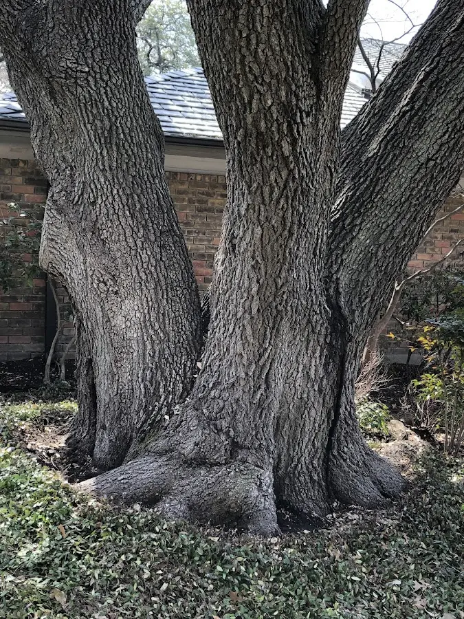 Mature heritage tree close to a Chippewa Lake property cared for by certified arborists